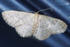Idaea neovalida