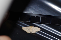 Idaea neovalida