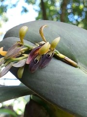 Acianthera