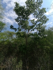 Handroanthus impetiginosus