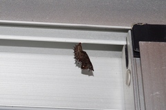 Argynnis hyperbius hyperbius