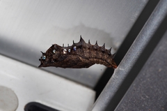 Argynnis hyperbius hyperbius