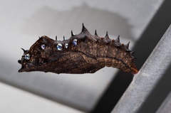 Argynnis hyperbius hyperbius