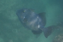 Pseudobalistes naufragium