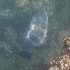 Pseudobalistes naufragium