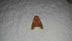 Scaptius sanguistrigata