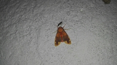 Scaptius sanguistrigata