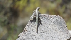 Microlophus peruvianus