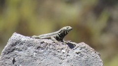 Microlophus peruvianus