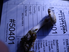 Cortinarius acystidiosus