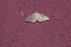 Blepharomastix ranalis