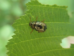 Calligrapha confluens