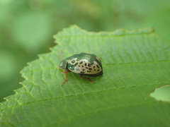 Calligrapha confluens