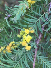 Taxodiomyia