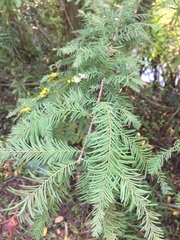 Taxodiomyia