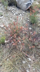 Castilleja montigena