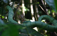 Tropidolaemus subannulatus