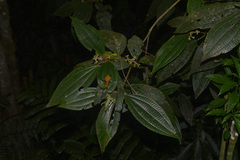 Miconia dasytricha