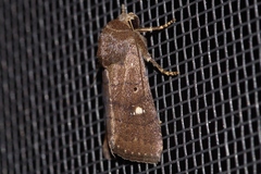 Athetis lineosella