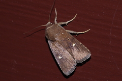 Athetis lineosella