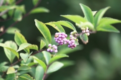 Callicarpa formosana