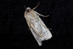 Athetis lineosella