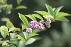 Callicarpa formosana