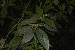 Miconia dasytricha
