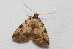 Neachrostia bipuncta