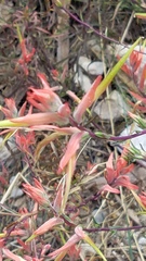 Castilleja montigena