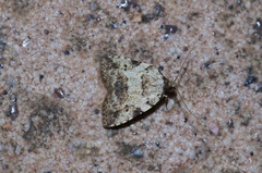 Neachrostia bipuncta