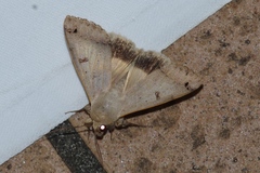 Ophiusa triphaenoides