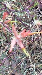 Castilleja montigena