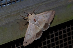 Ophiusa triphaenoides