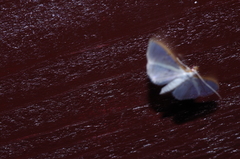 Palpita nigropunctalis