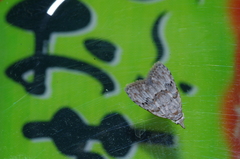 Nola thyrophora