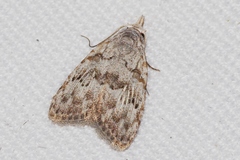 Nola thyrophora
