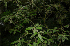 Miconia dasytricha