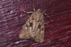 Feliniopsis indistans