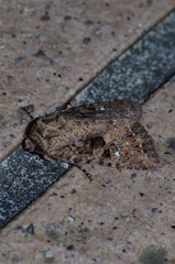 Feliniopsis indistans