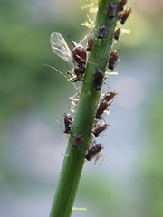Uroleucon sonchi