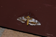 Abraxas miranda aesia