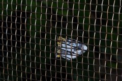 Abraxas miranda aesia