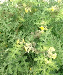 Solanum