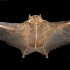 Vampyriscus bidens