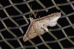 Pharambara splendida