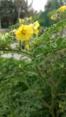 Solanum