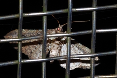 Pharambara splendida