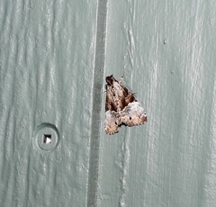 Alophosoma emmelopis