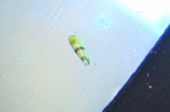 Empoa